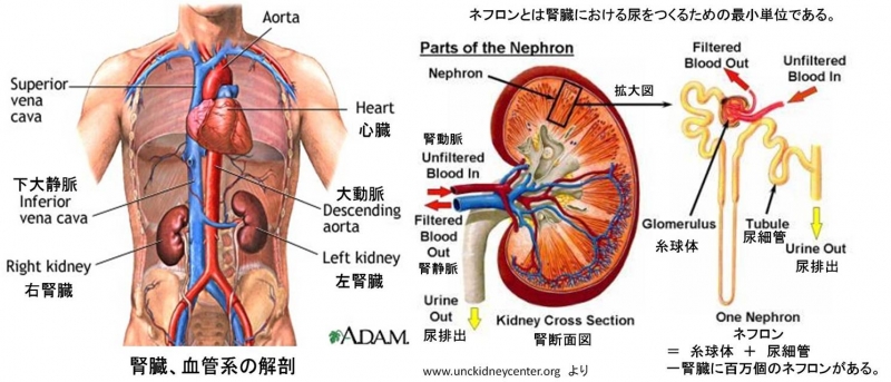 腎臓