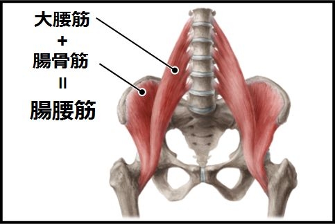 大腰筋の
