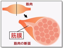 筋膜